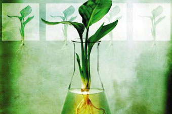 Heal Ventura naturopathy plant flask image